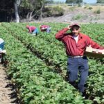 migrantes