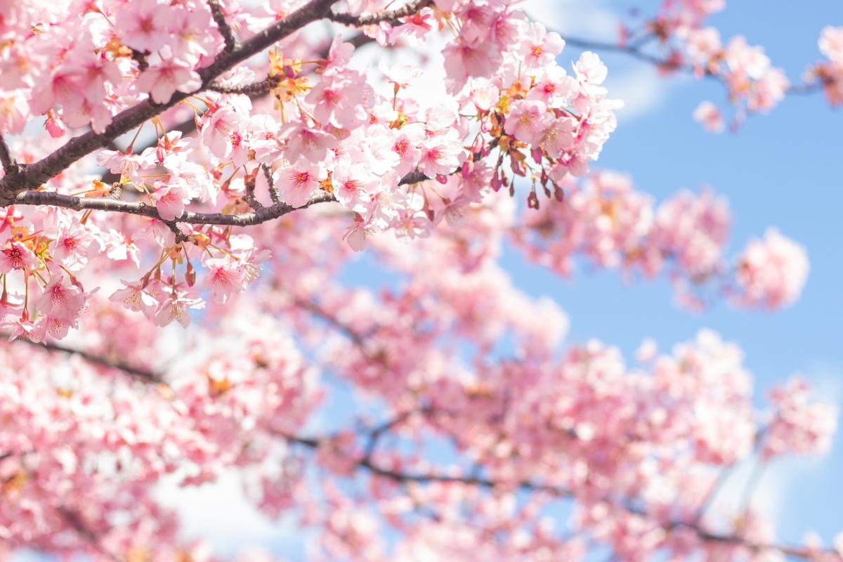 cherry blossom, eventos, festival