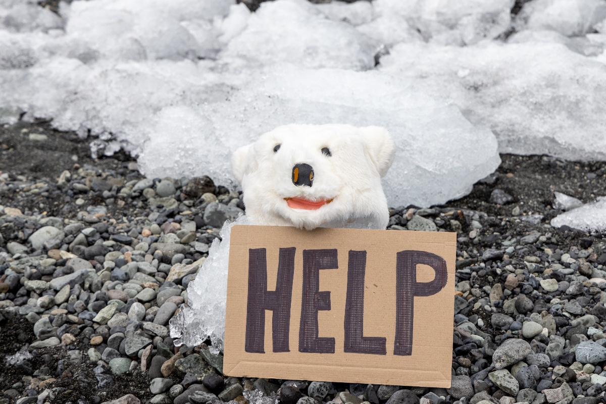 oso polar, deshielo glaciar, deshielo, glaciares, QuéOnnda