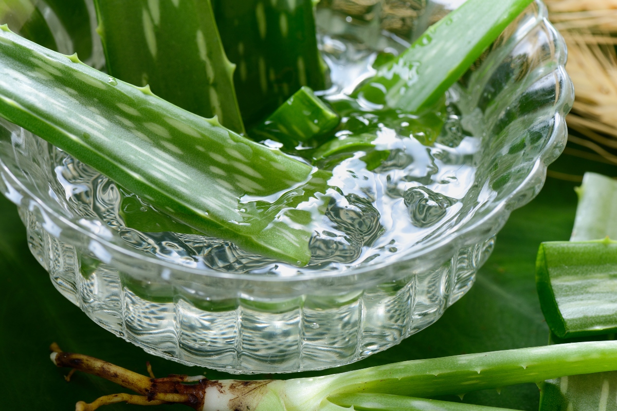 herbal, plant, aloe vera, aloe vera
