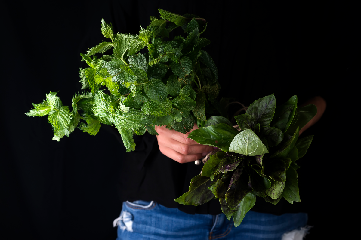 medicina, manzanilla, menta