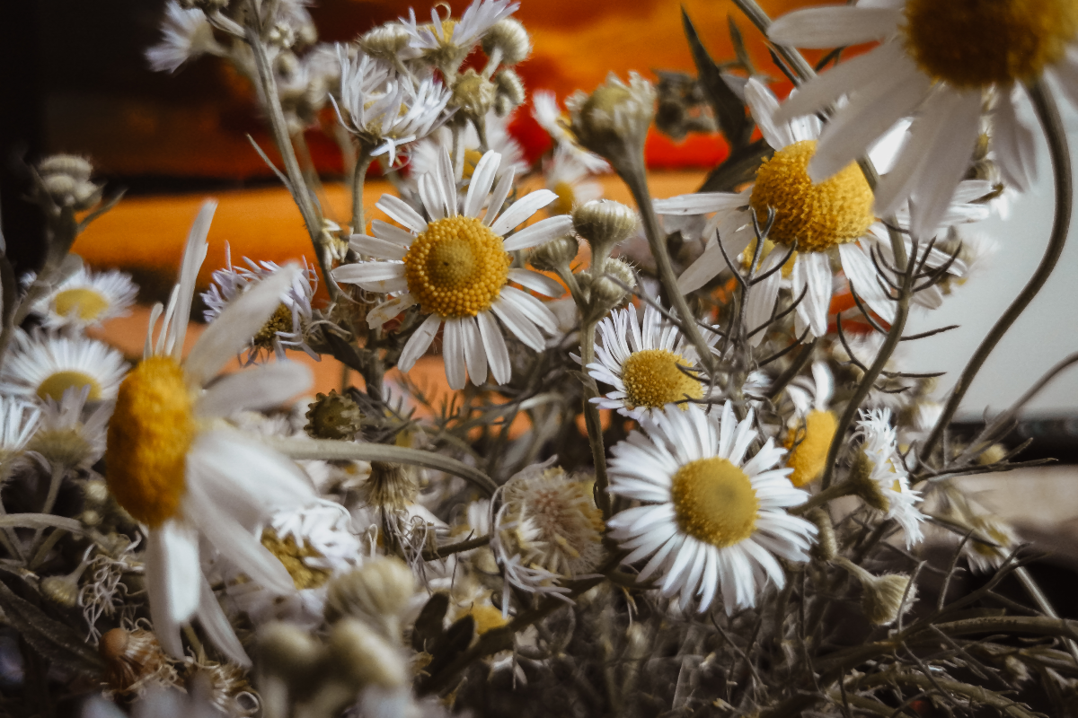 manzanilla, planta, herbolaria