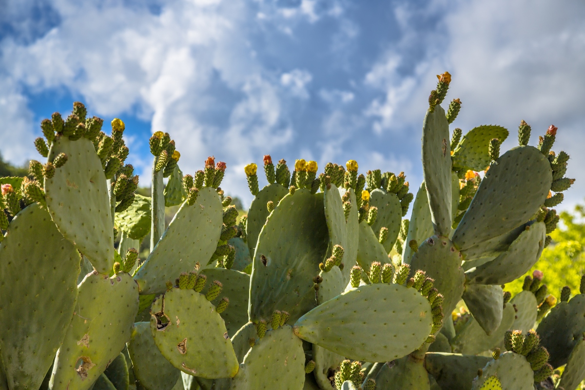 nopales, superfoods, nutritious, nutritious