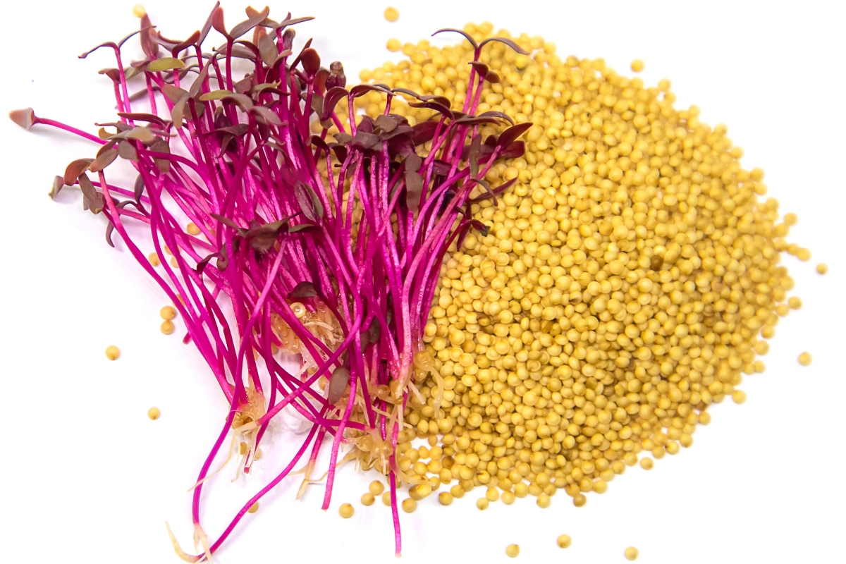 seeds, food, nutritious
