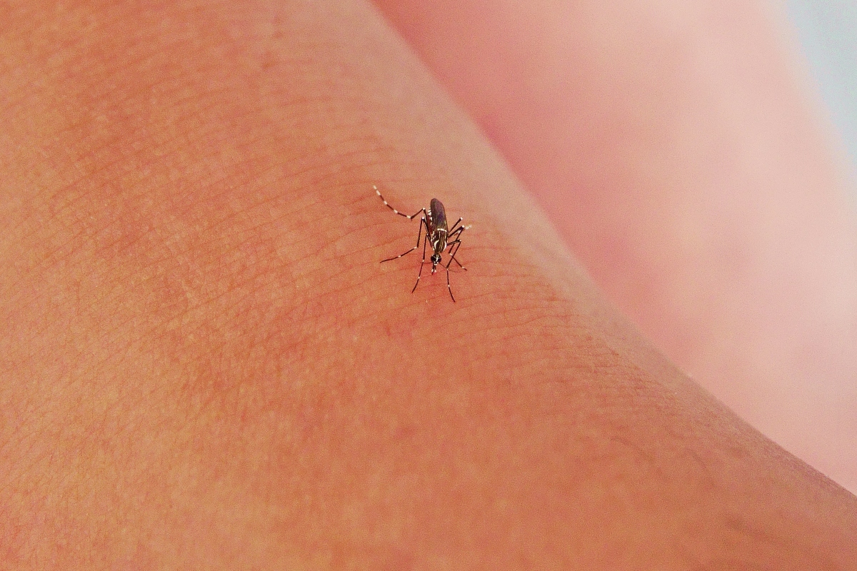 mosquito, salud, vinagre