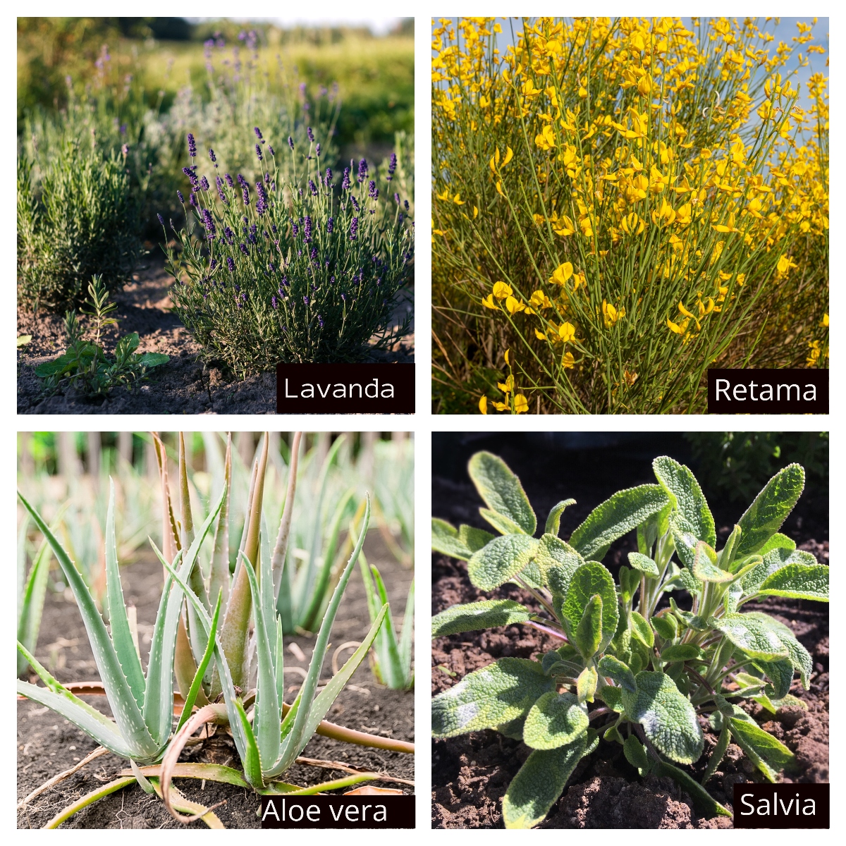 lavender, broom, aloe vera, sage, QuéOnnda