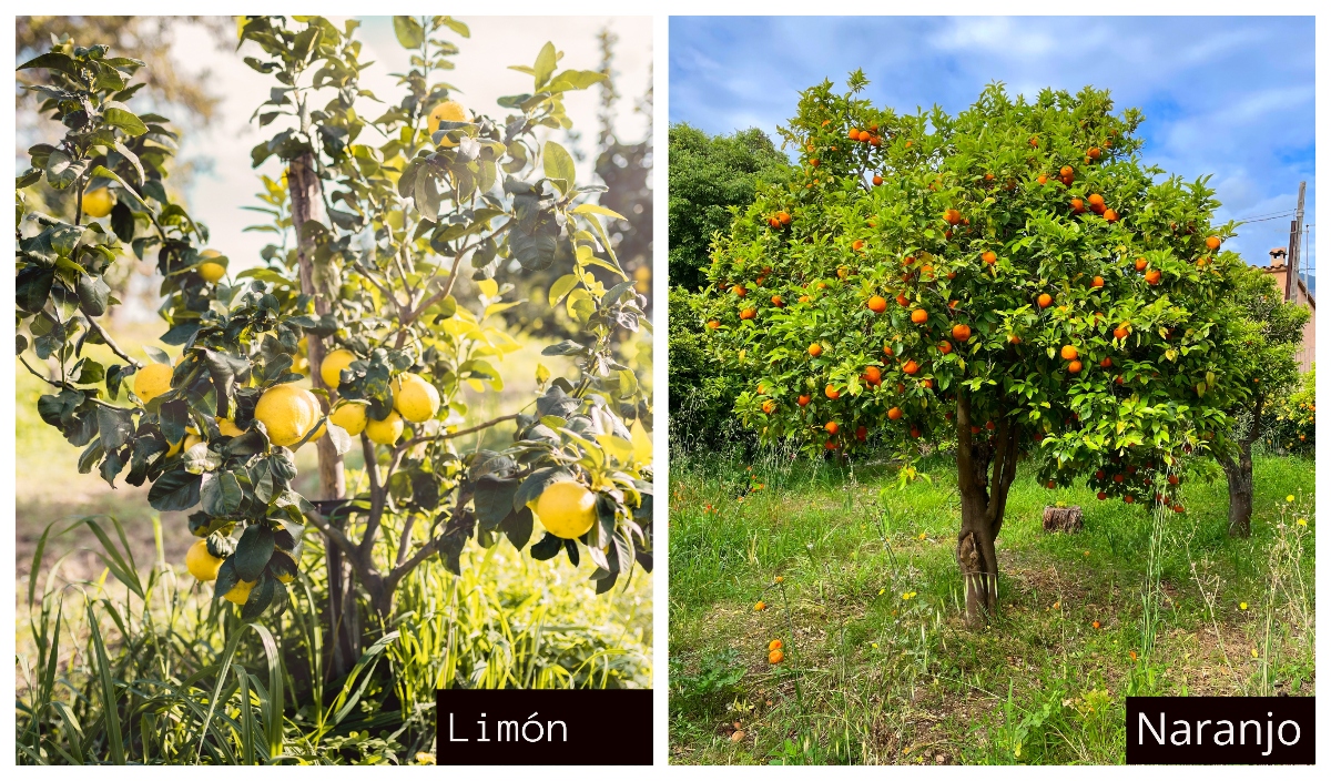 lemon tree, orange tree, lemons, lemons, oranges, QuéOnnda