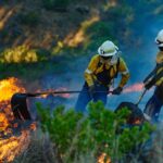 plantas resistentes al fuego, plantas contra incendios, plantas, incendios, QuéOnnda