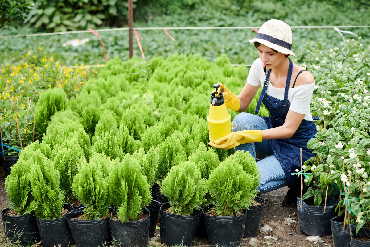 fire resistant plants, fire resistant plants, plants, fire, fire, QuéOnnda