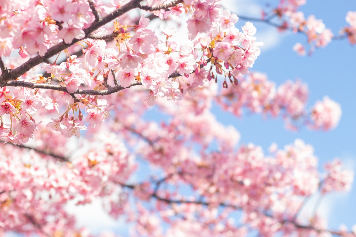 cherry blossom, events, festival