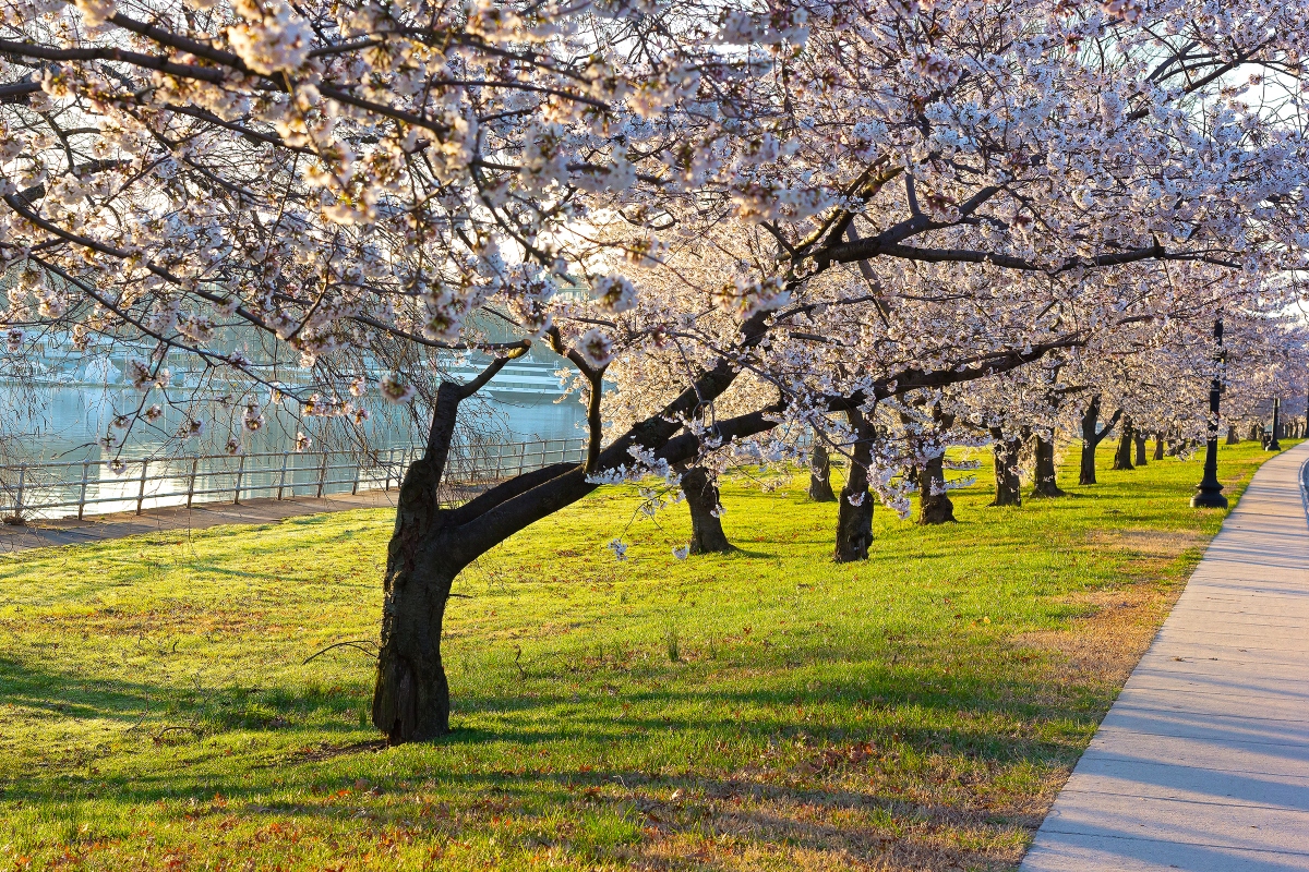 cherry trees, festivals, DC
