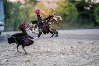 peleas de gallos ICE