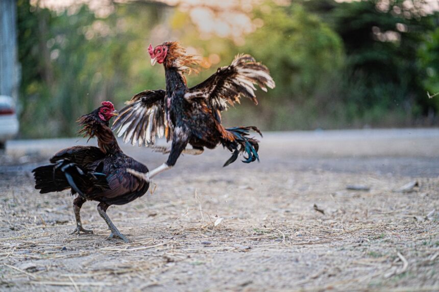 peleas de gallos ICE