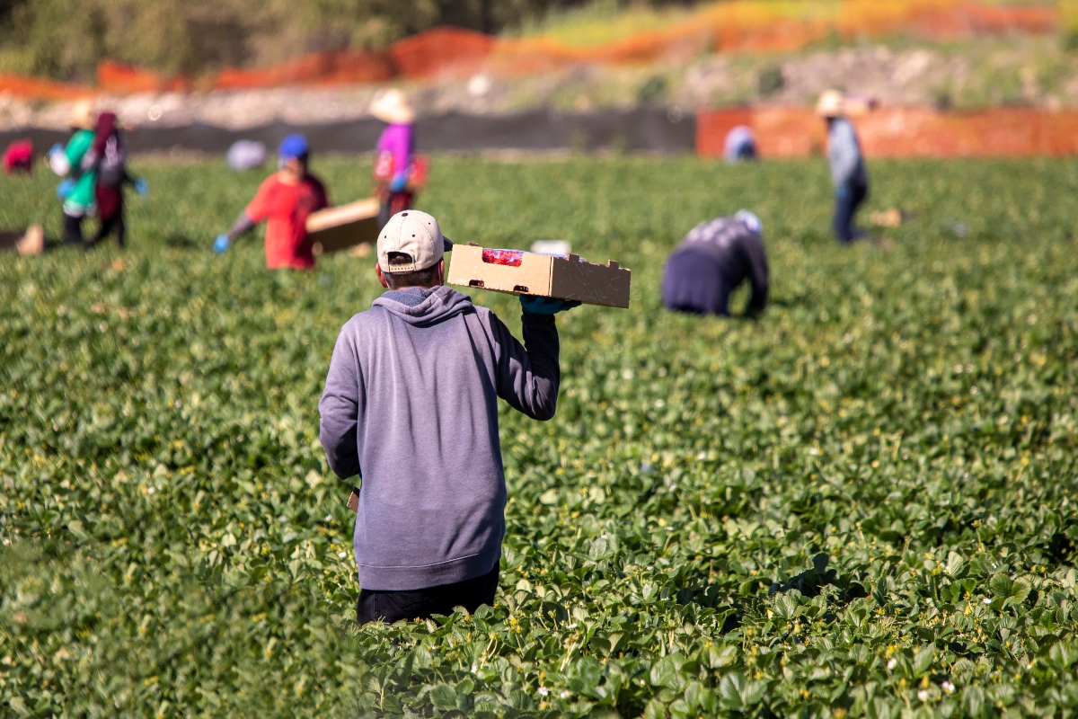 migrantes