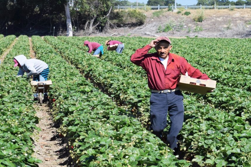 migrantes