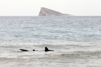 ataque de tiburón