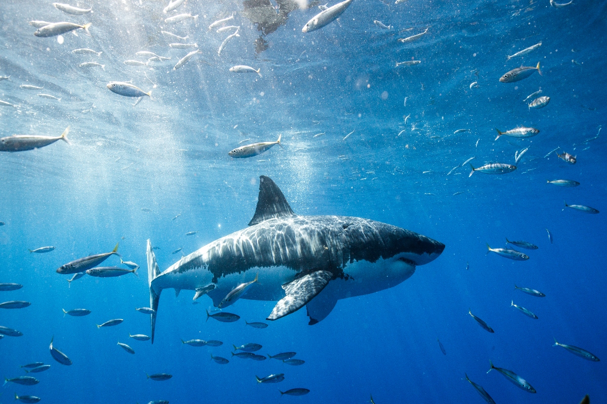 shark attack
