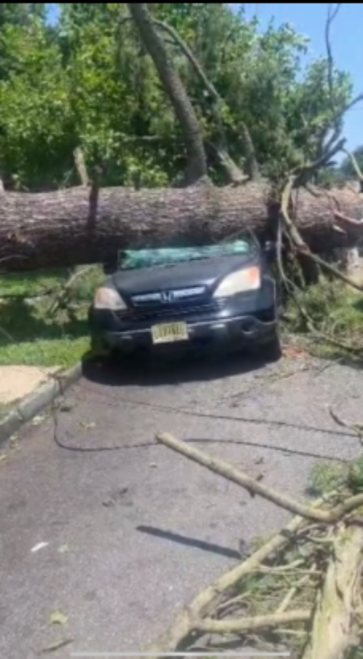 Bryan Flores Valladares, trending, árbol