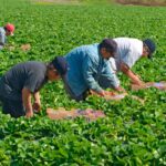 trabajadores agrícolas Florida