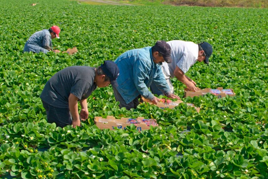 trabajadores agrícolas Florida