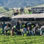 trabajadores agrícolas, EEUU pierde trabajadores migrantes