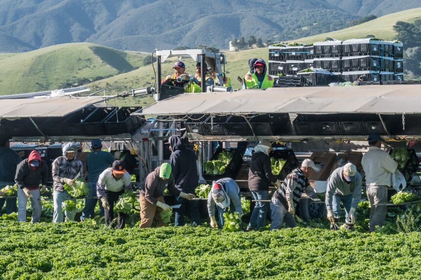 trabajadores agrícolas