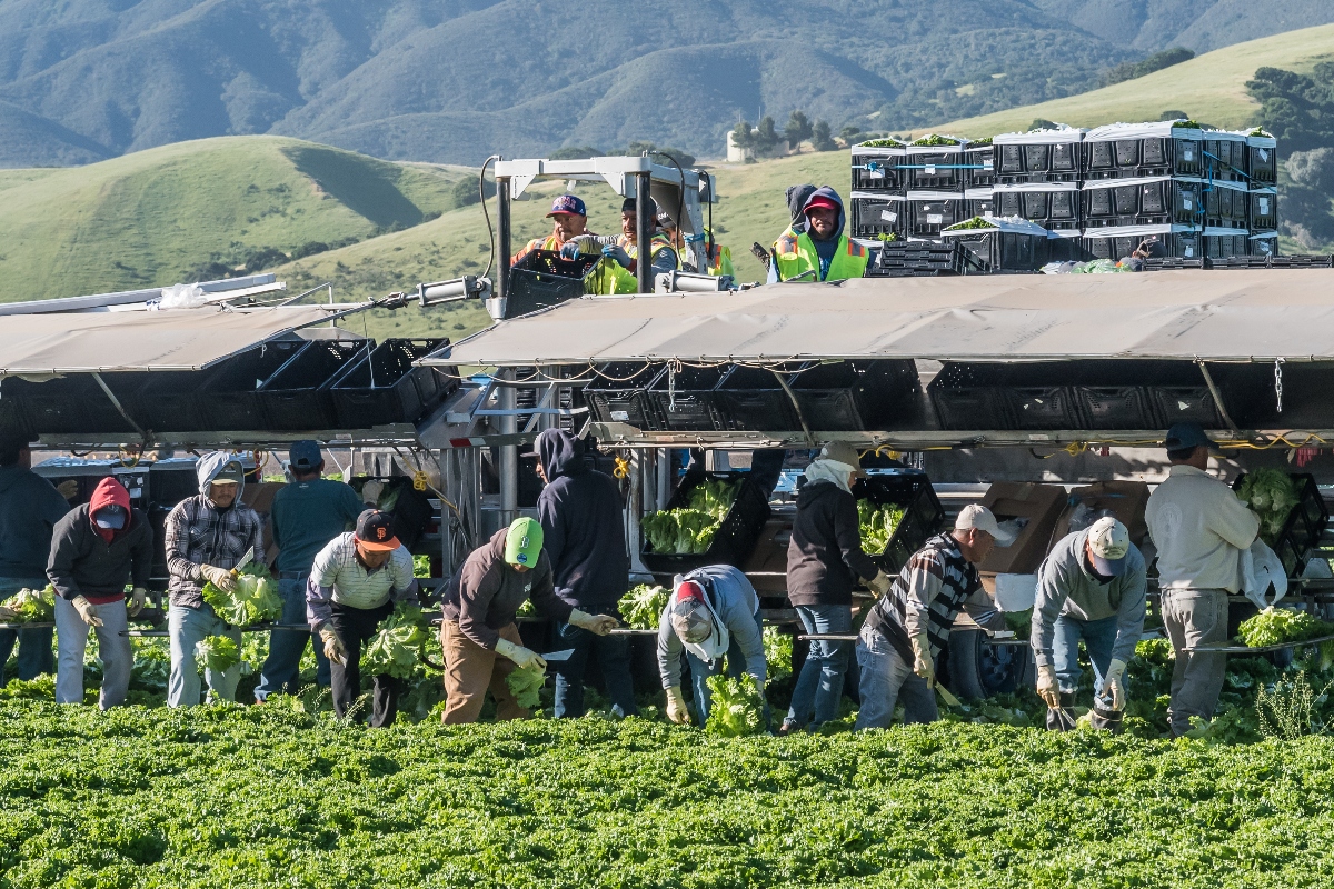 farmworkers, Amnesty undocumented, undocumented, undocumented, Tom Homan, Border Czar
