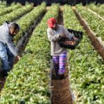 visas para trabajadores agrícolas, visas, trabajadores agrícolas, USCIS, QuéOnnda