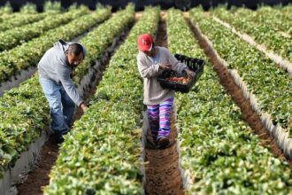 visas para trabajadores agrícolas, visas, trabajadores agrícolas, USCIS, QuéOnnda