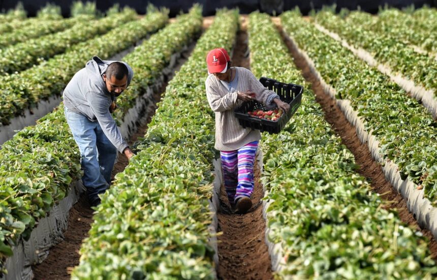 visas para trabajadores agrícolas, visas, trabajadores agrícolas, USCIS, QuéOnnda