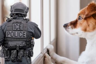 dogs detect ICE raids, ICE dogs, ICE dogs, dogs raids, QuéOnnda