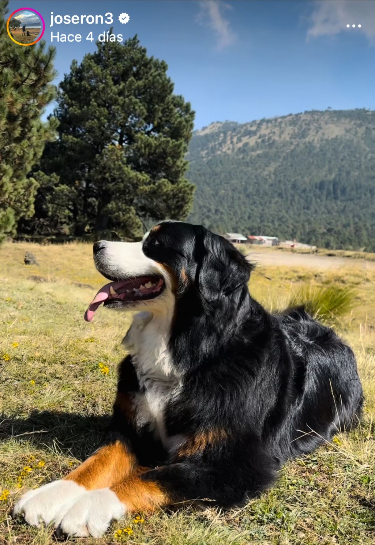 José Ron, entretenimiento