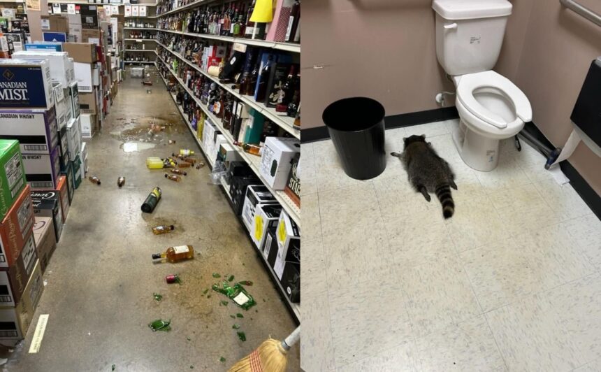 drunk raccoon, Virginia raccoon, Virginia, QuéOnnda