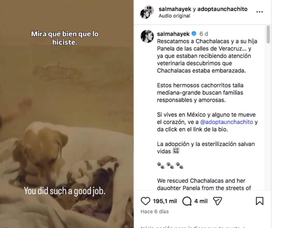 Salma Hayek adopta a perrita